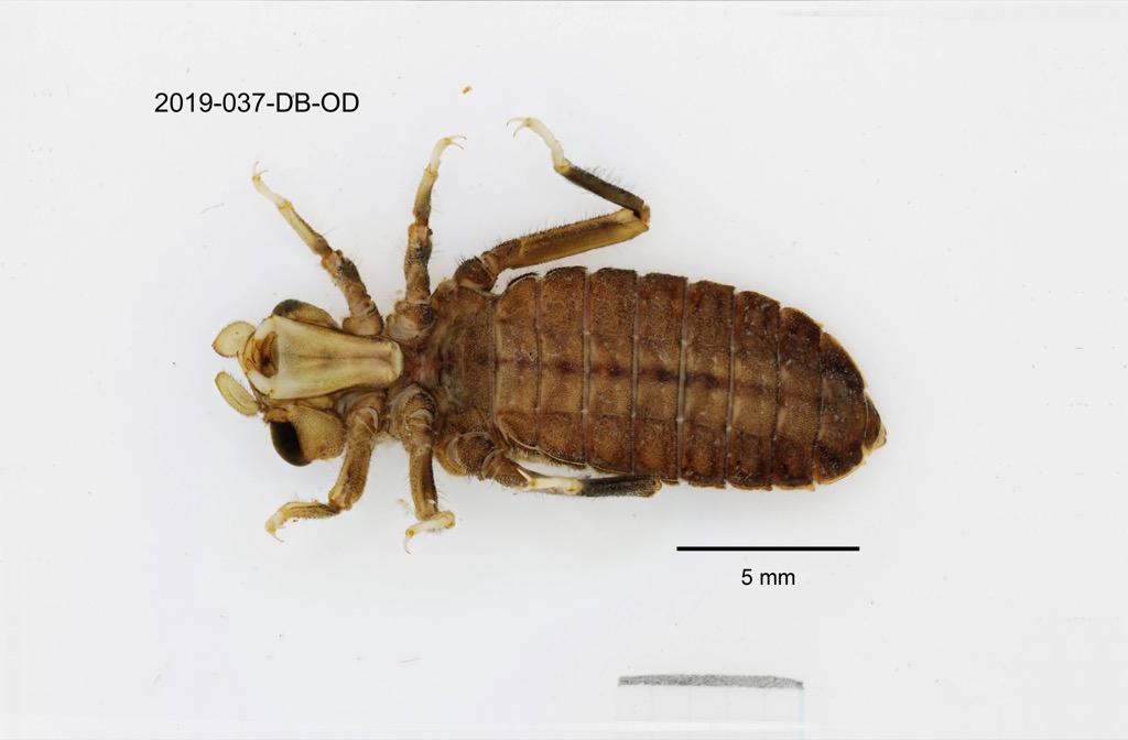 ventral