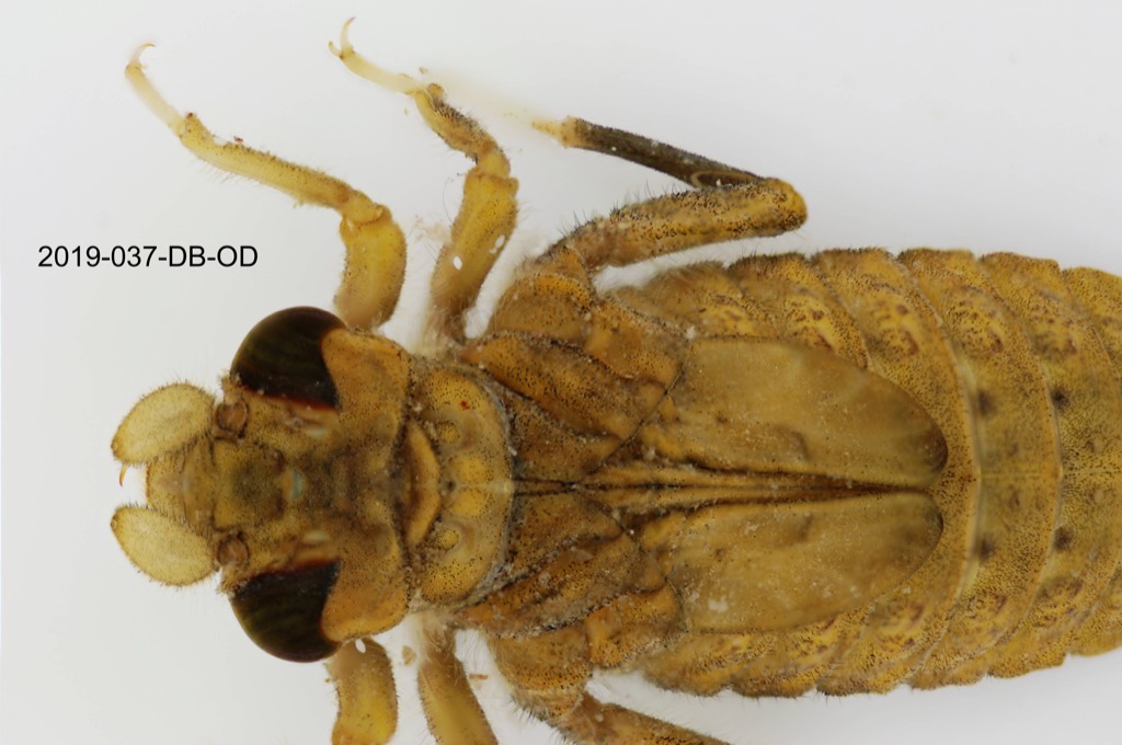 head and thorax dorsal