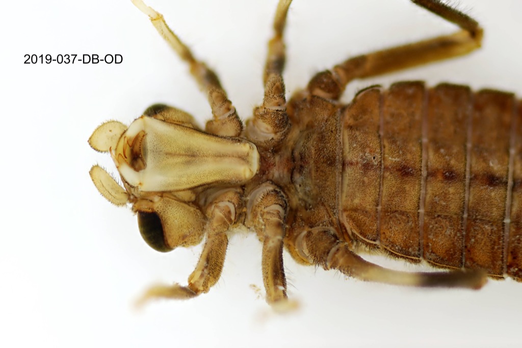 head and thorax ventral