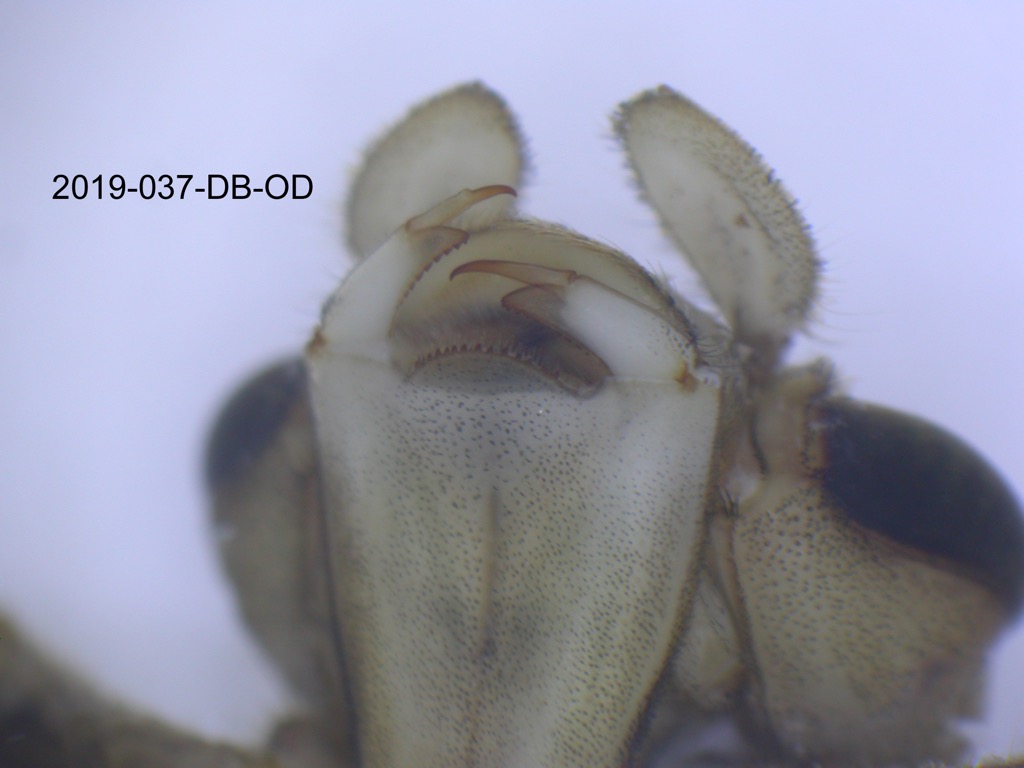 mouth ventral