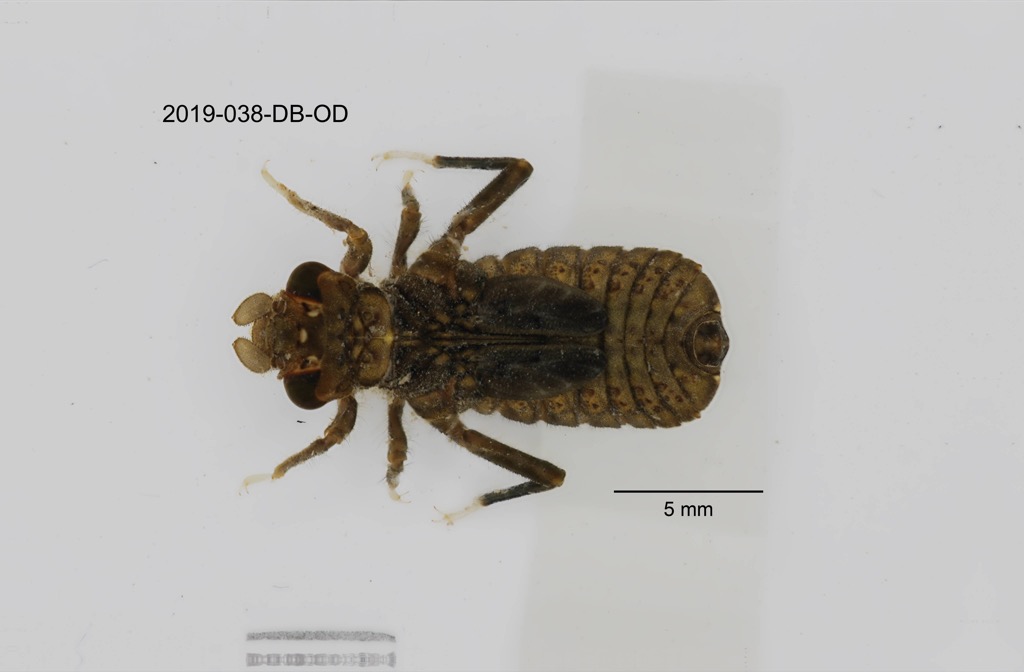 dorsal