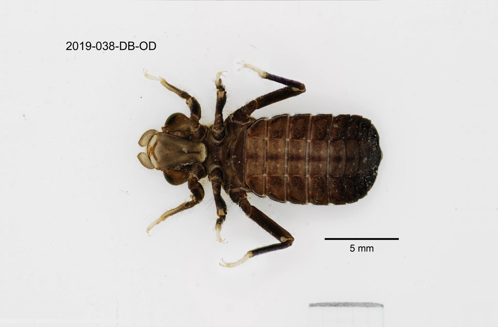 ventral