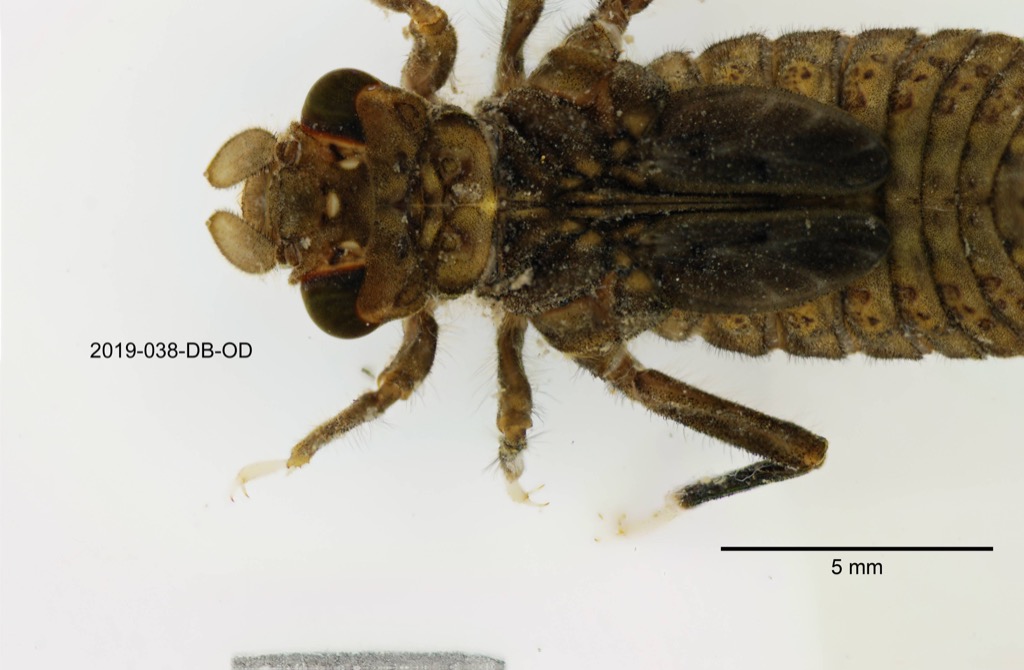 head and thorax dorsal
