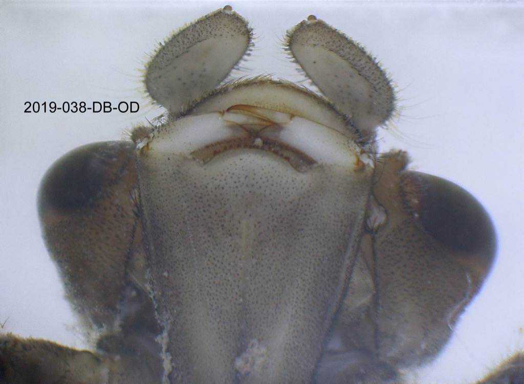 mouth ventral