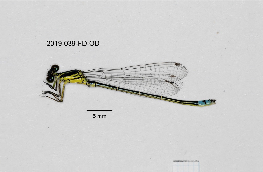lateral