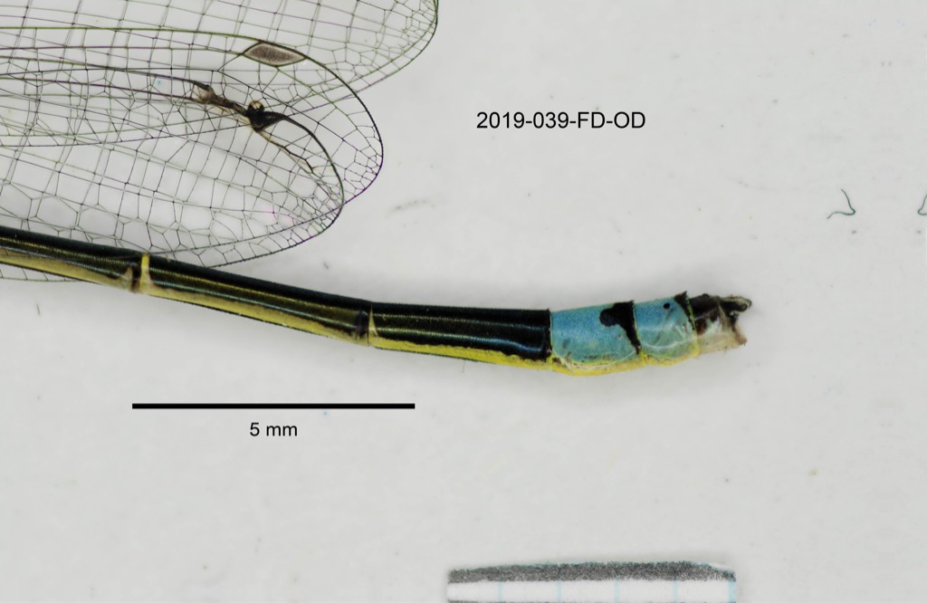 abdomen lateral
