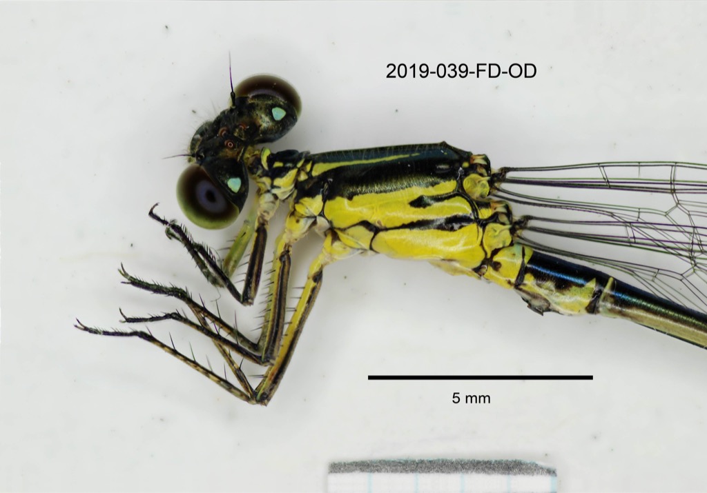 head and thorax lateral