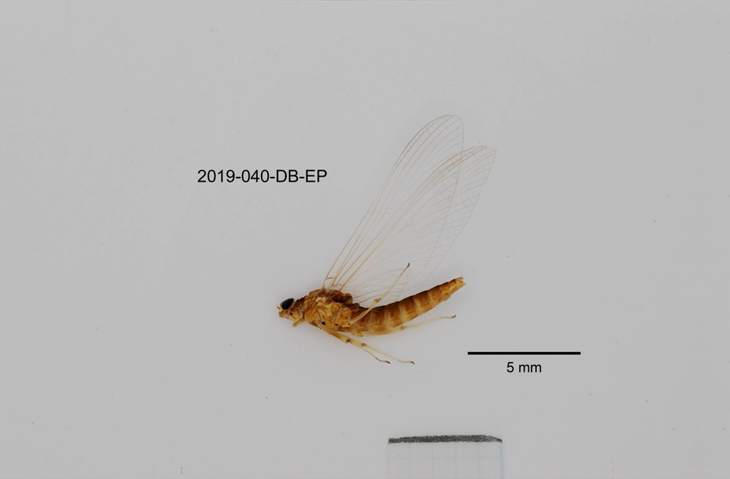lateral