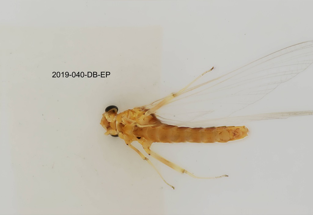 ventral