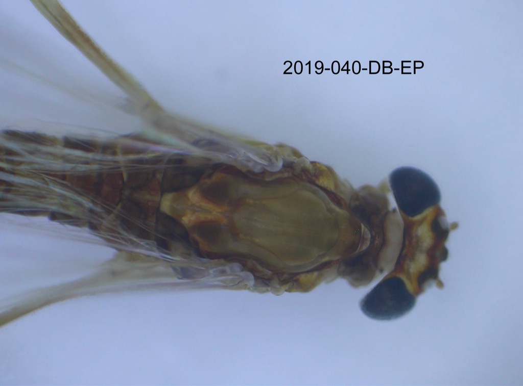 head and thorax dorsal