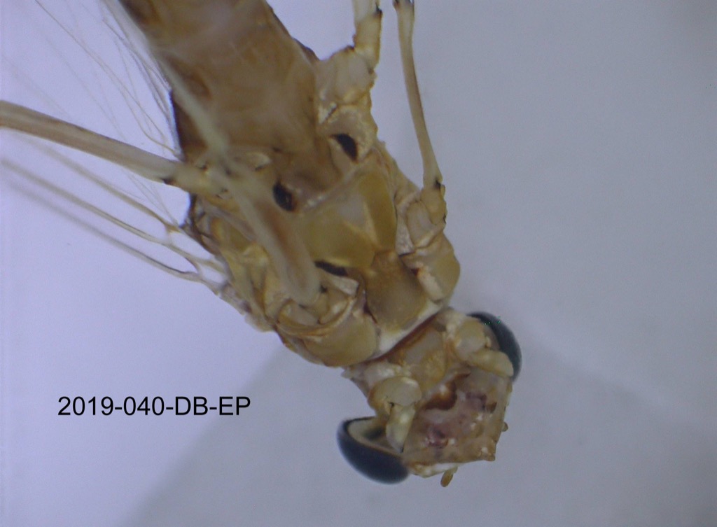 head and thorax ventral