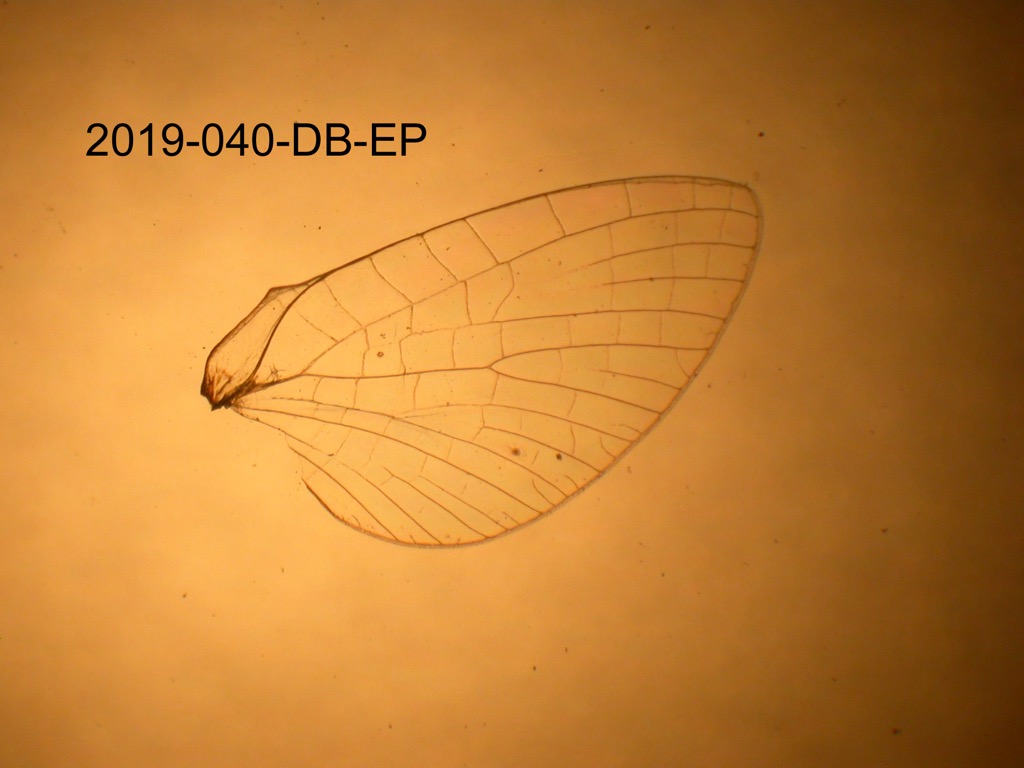 hindwing