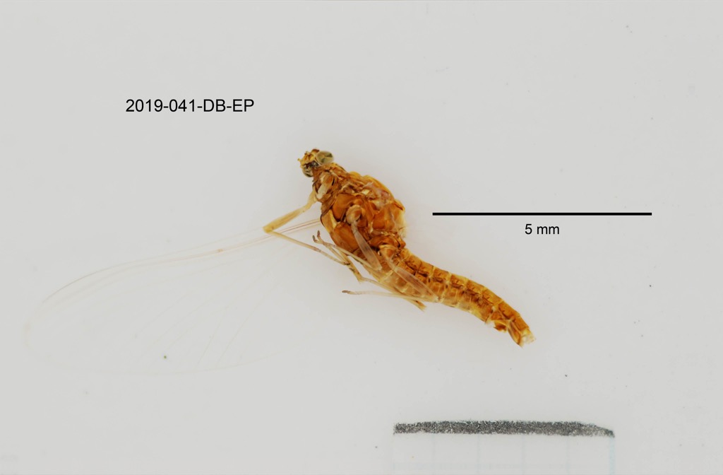 lateral