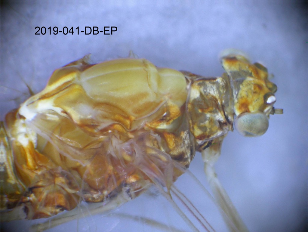 head and thorax lateral