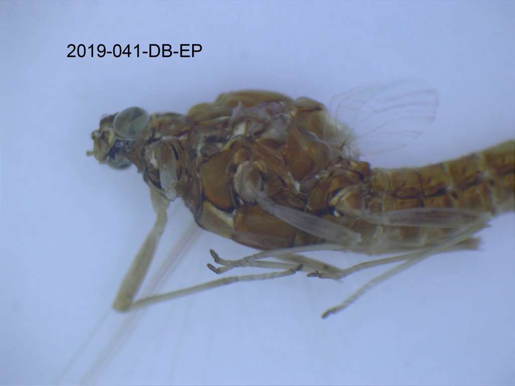 head and thorax lateral