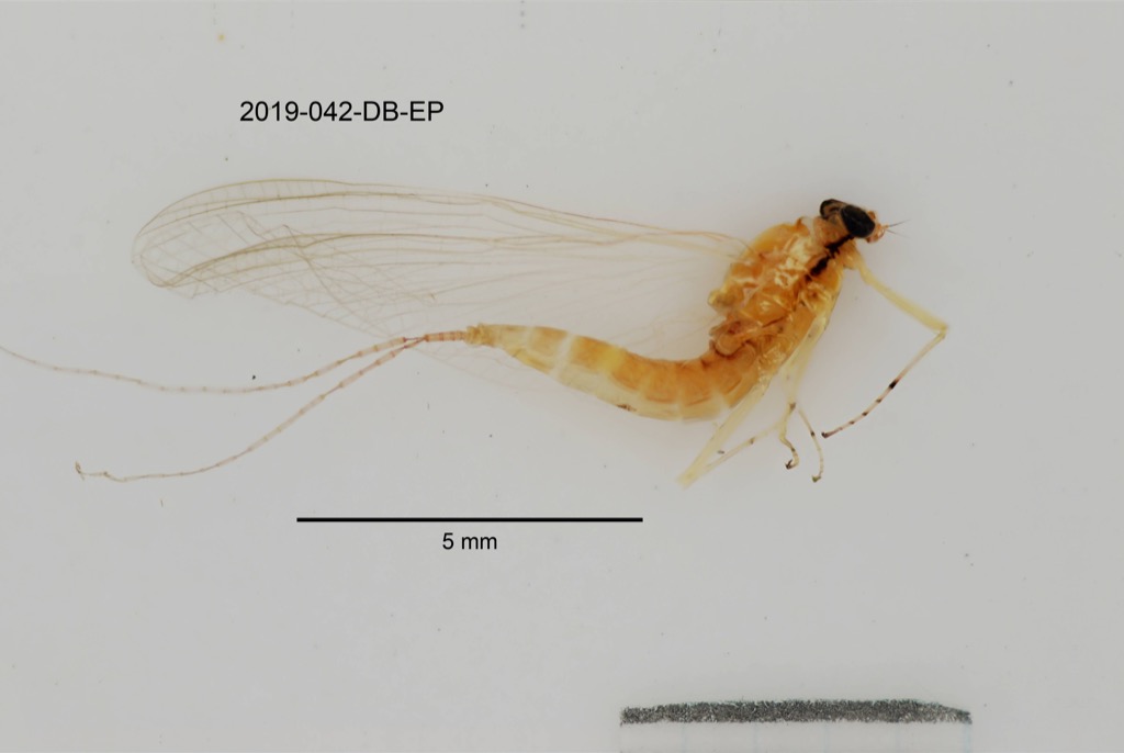 lateral