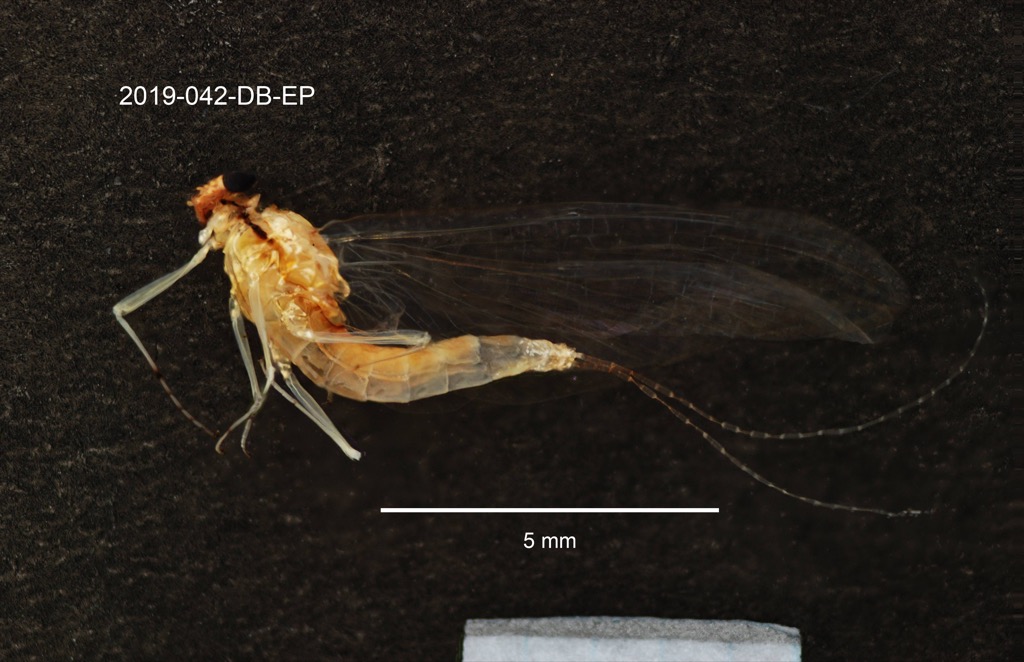 lateral