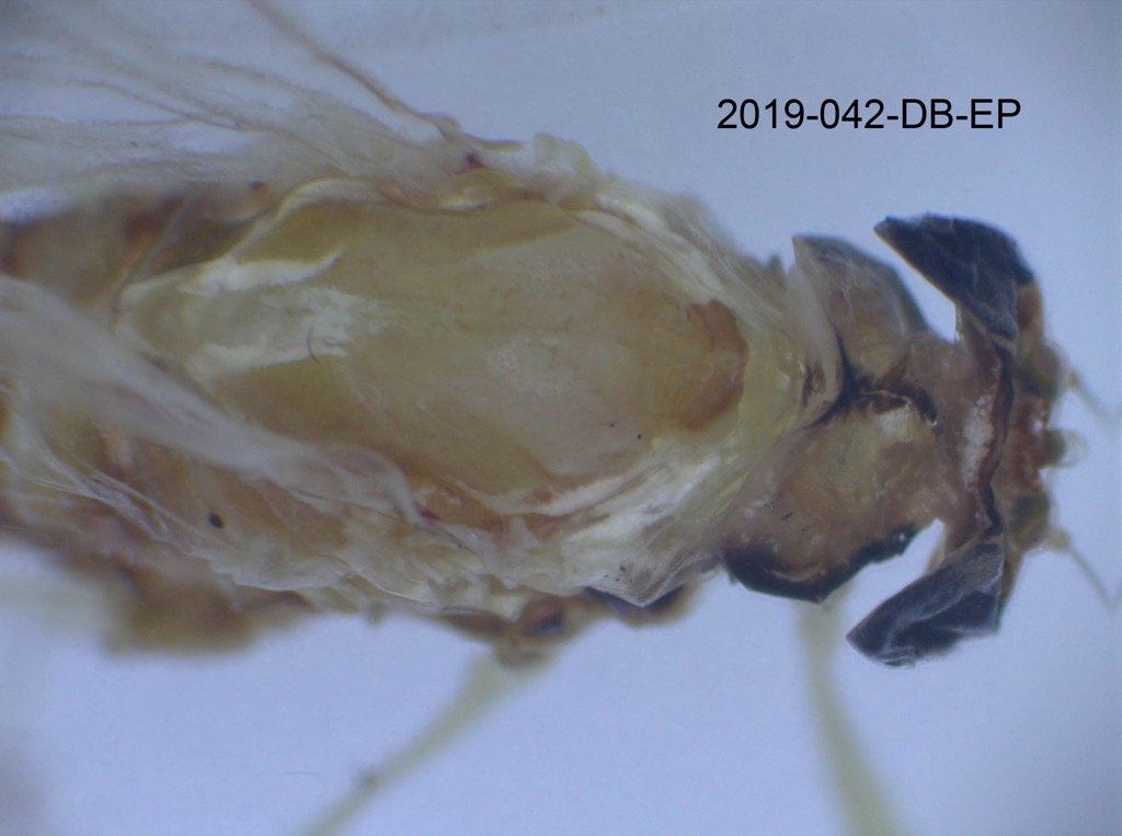 head and thorax dorsal