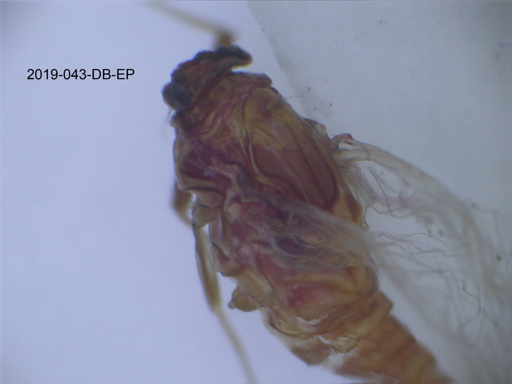 head and thorax dorsal