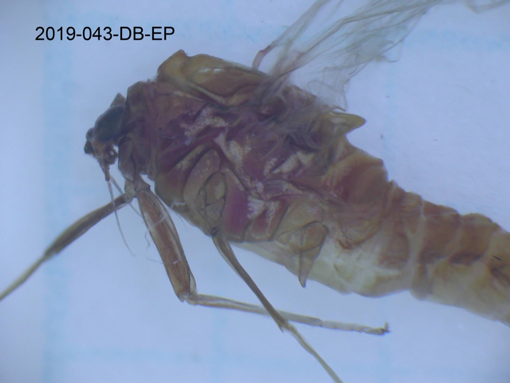 head and thorax lateral