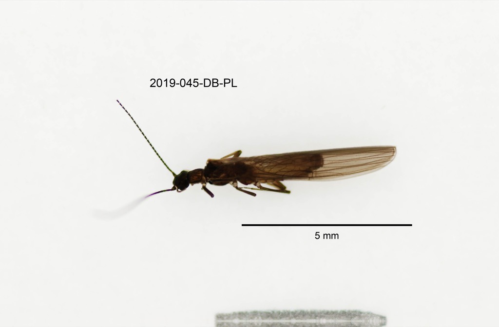 dorsal