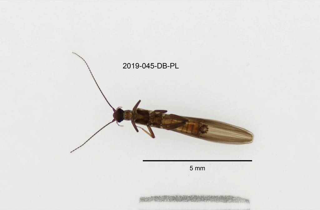 ventral