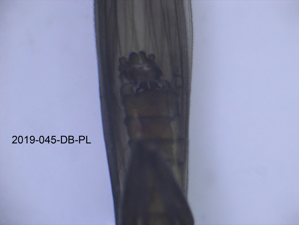 genitalia ventral