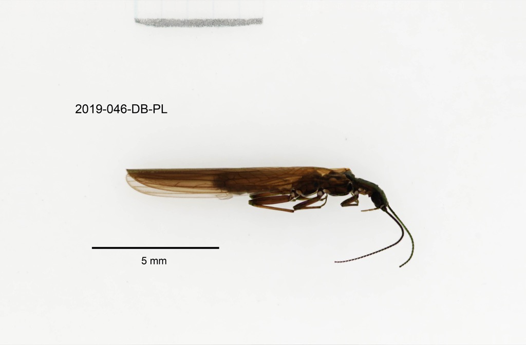 lateral