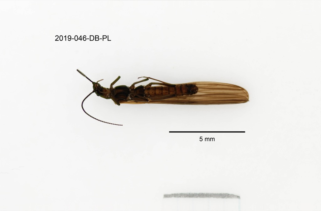 ventral