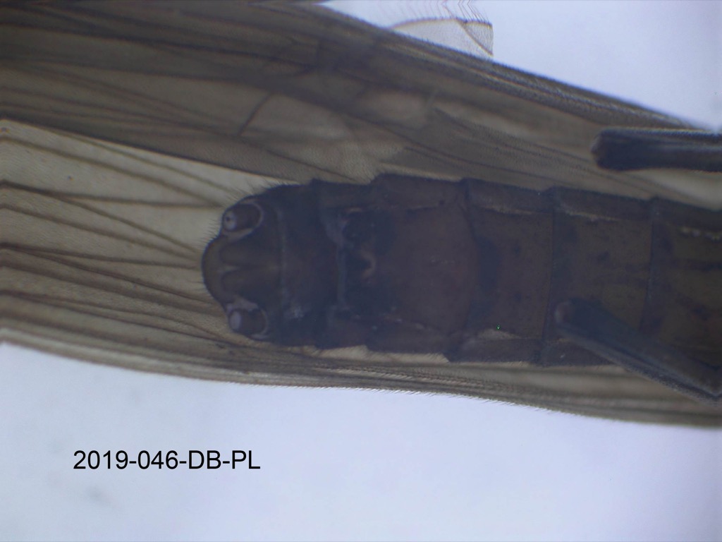 genitalia ventral