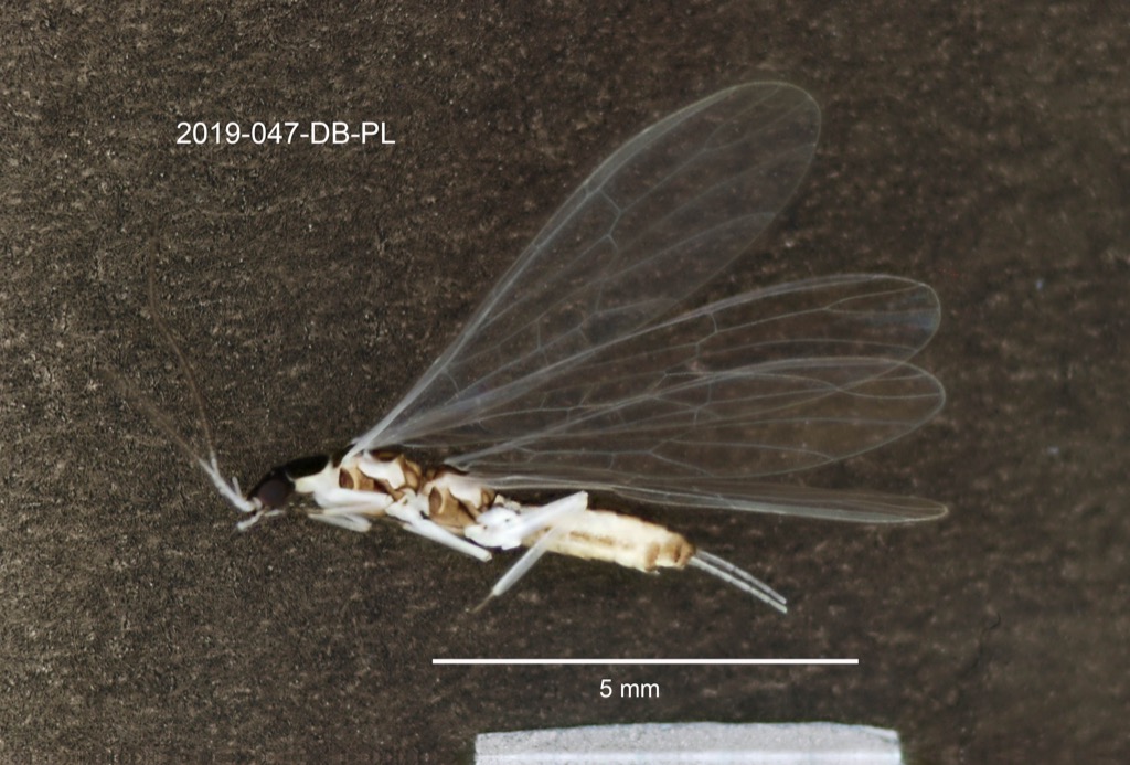 lateral