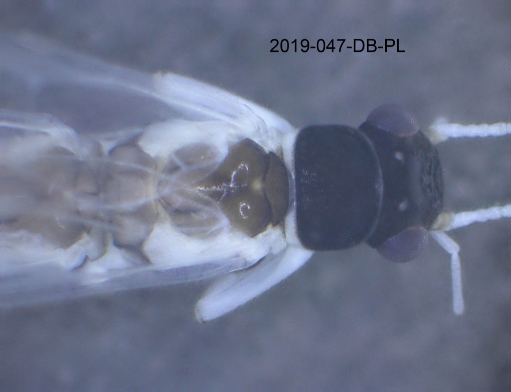 head and thorax dorsal