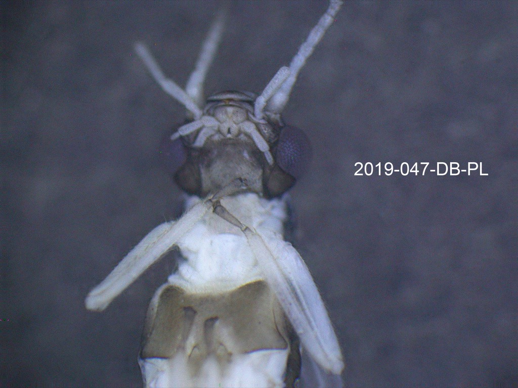 head and thorax ventral