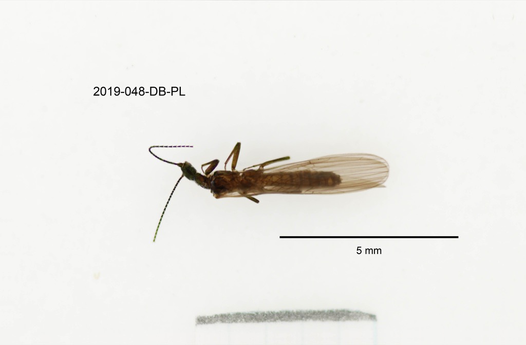 dorsal
