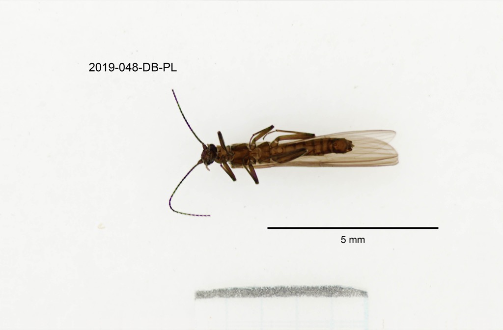 ventral