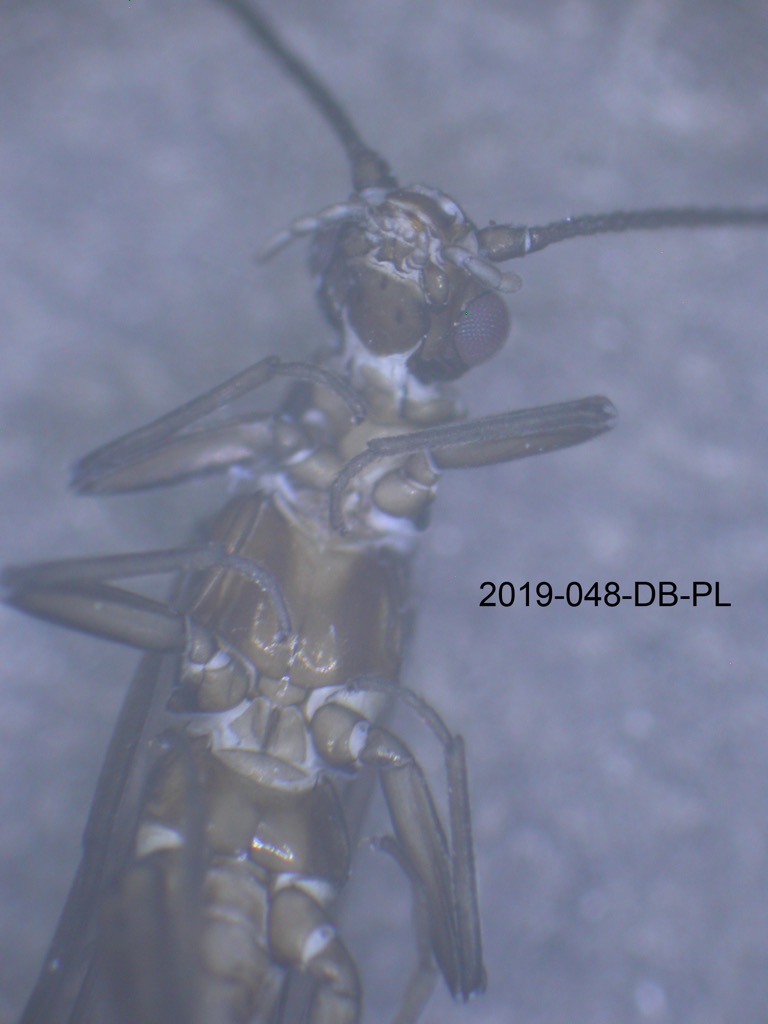 head and thorax ventral