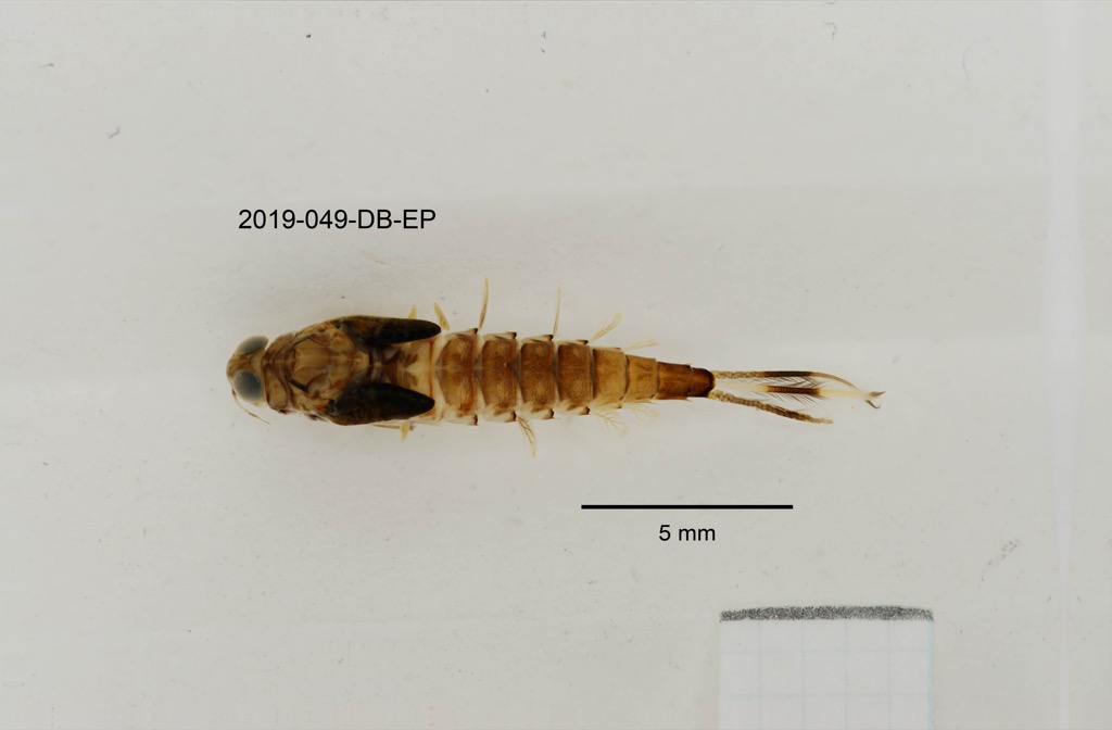dorsal