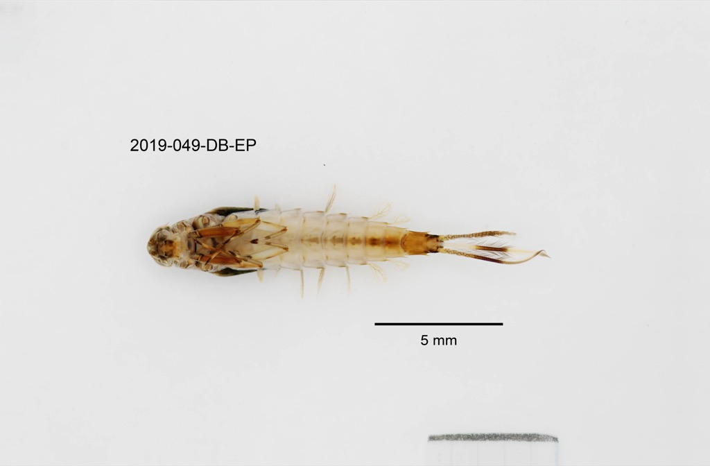 ventral