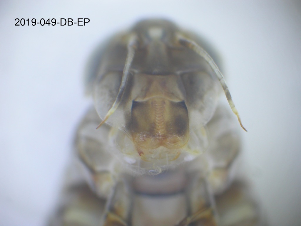 mouth ventral