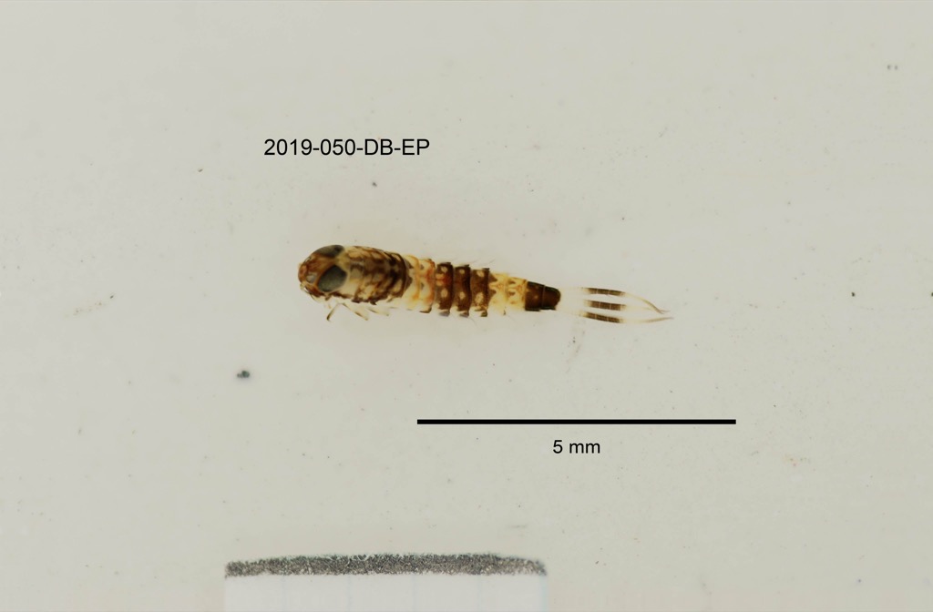 dorsal