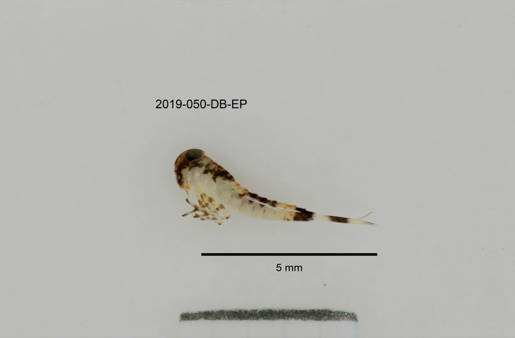 lateral