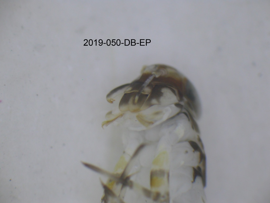 mouth ventral