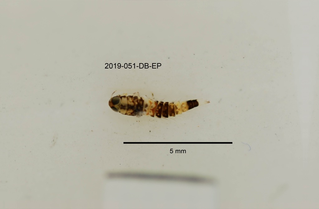 dorsal