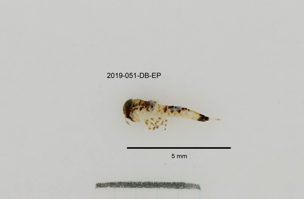 lateral