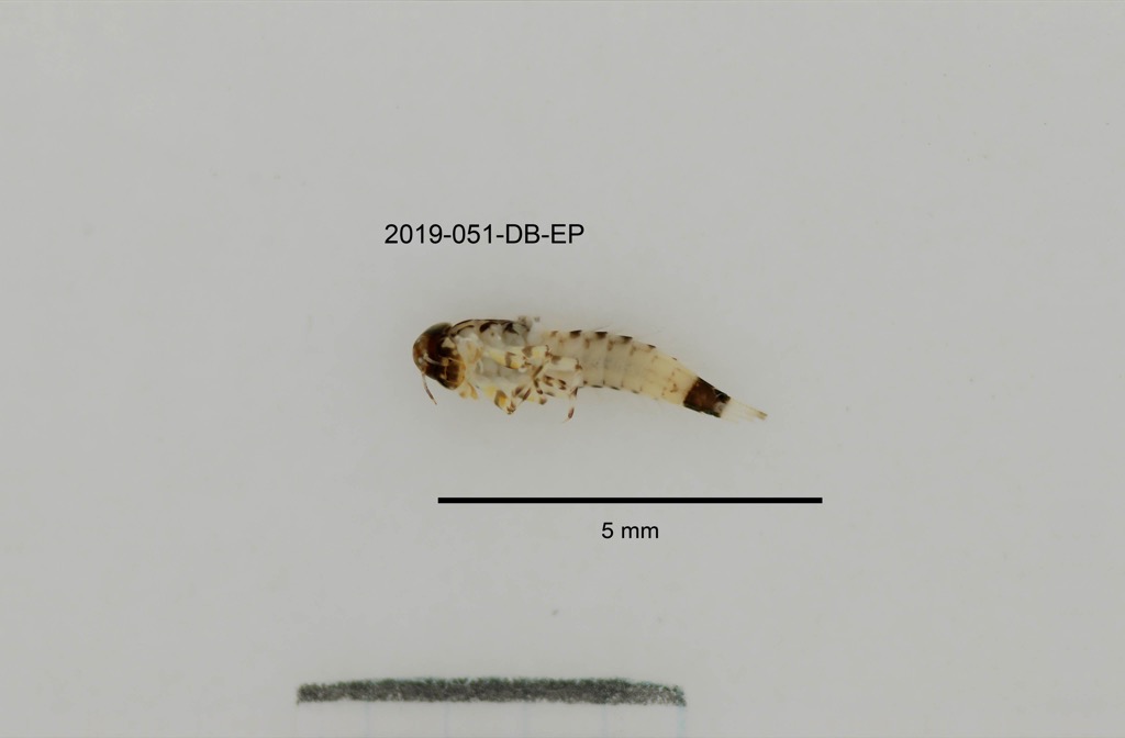 ventral