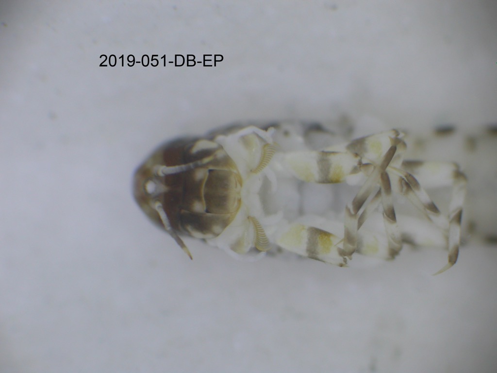 head and thorax ventral