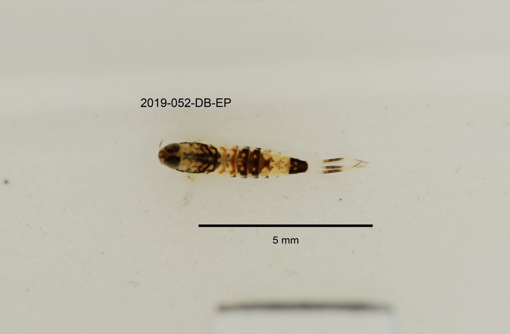 dorsal
