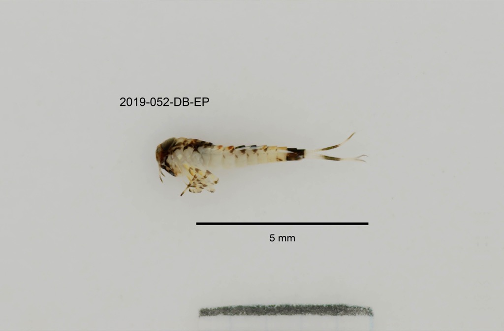lateral