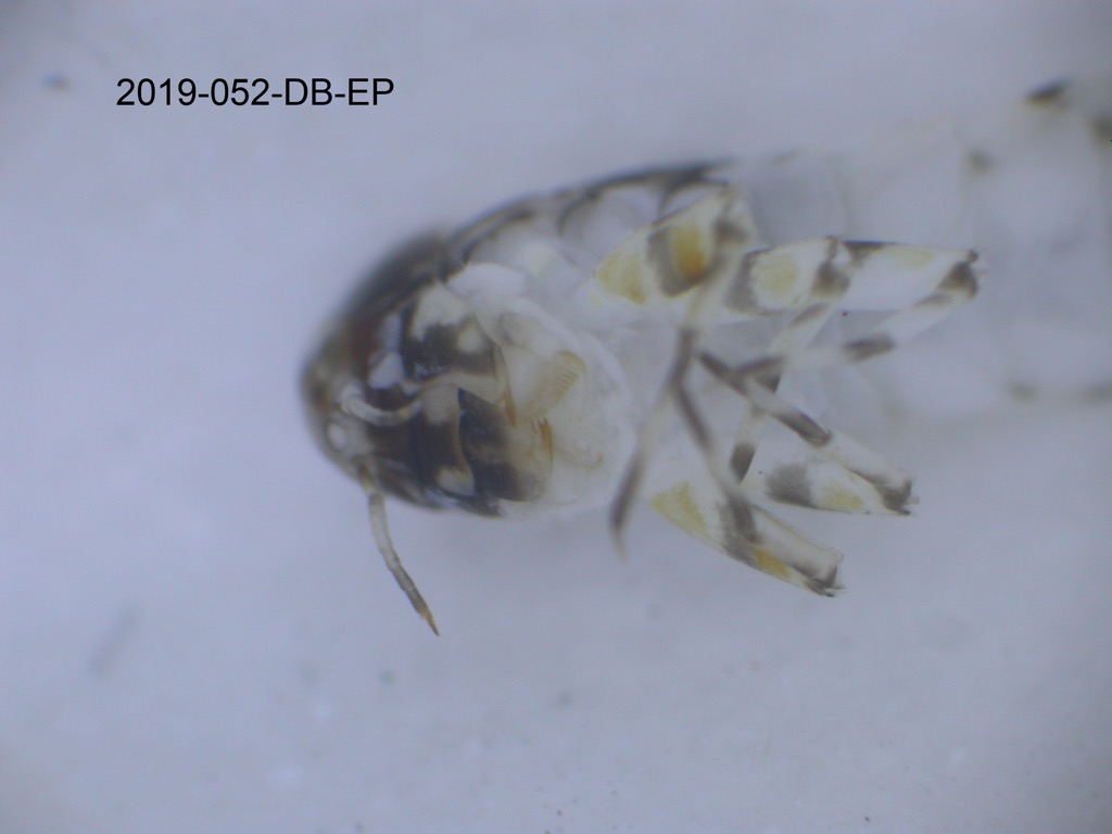 mouth ventral