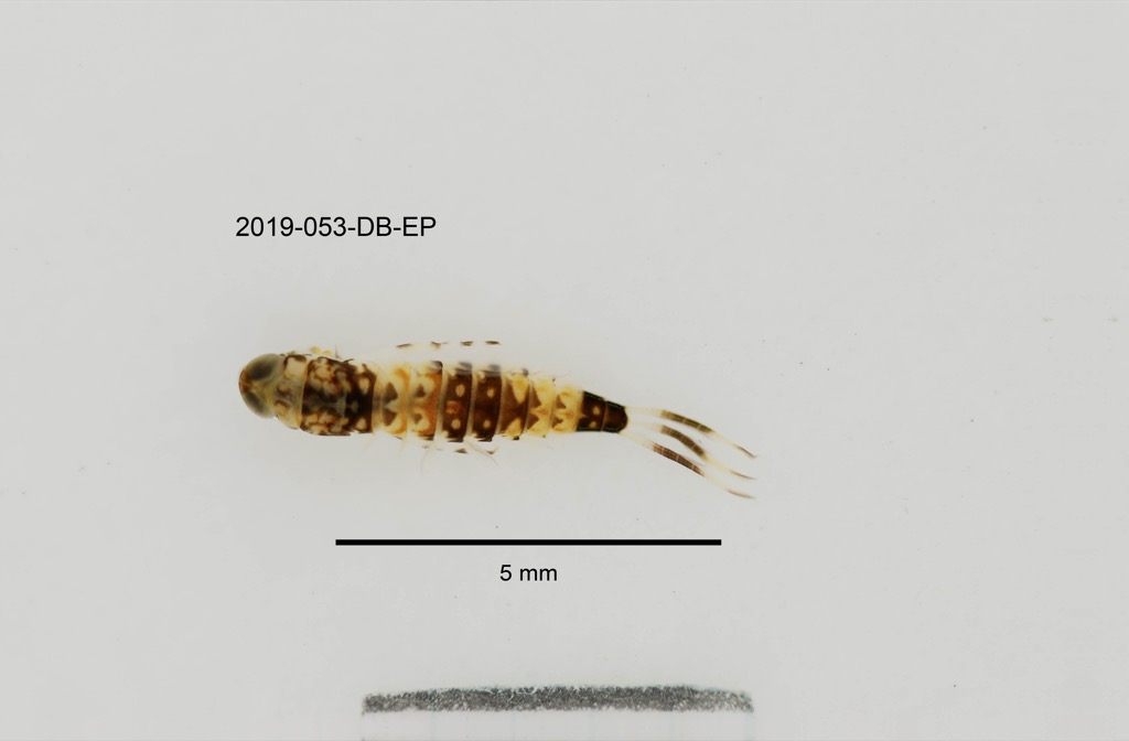 dorsal